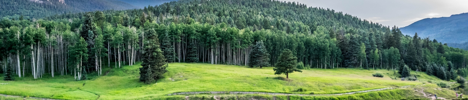 Stand of trees by body of water for Colorado banner image